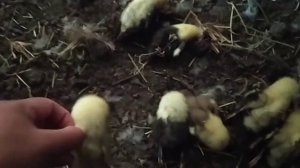 Крысы уничтожили вылупившихся утят😨