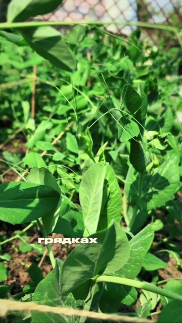 🌱 Думаете, сезон посадок уже закончился? А вот и нет! смотреть онлайн
