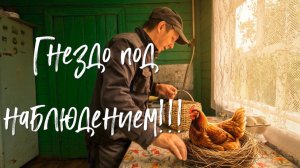 Гнездо под наблюдением.