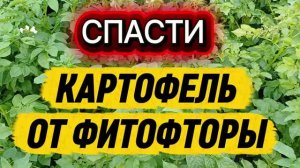 Спасаем картофель от фитофторы 👀❗️