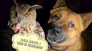 Дождь не мешает ёжикам приходить на ужин, а совам ждать свои вечерние мясы. Полночь - время кормить!