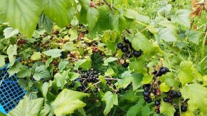 Что надо учитывать при выборе сорта чёрной смородины? Селеченская 2.