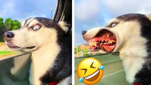 Приколы с собаками 😅😂🤣