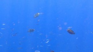 Красное море. 3 Рыбы Спинороги - Арбалеты. Рыбки подают голос \подводный мир\кораллы\рифы\ снорклинг