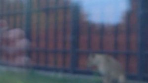LLPY0677_06.07.2026-видео от Светланы