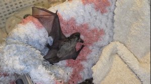 Летучемышиный детский сад
