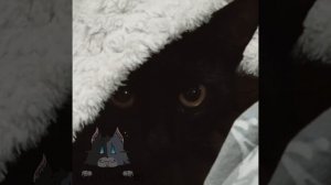 Мой любимый бобр🦫