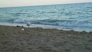 Черное море голодные чайки