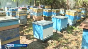 Соцконтракты помогли сотням ставропольцев открыть собственное дело