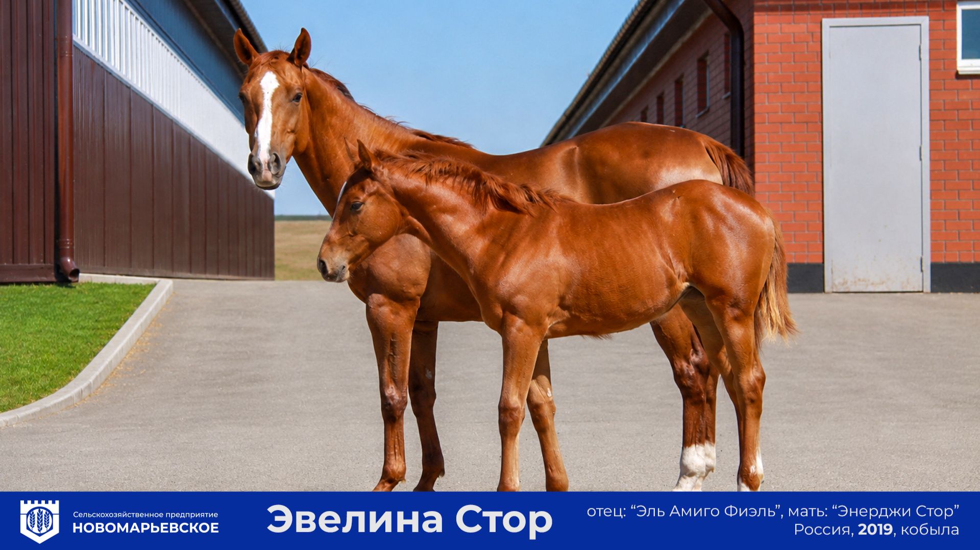 Эвелина Стор, 2019 г.р. Продаётся перспективная племенная кобыла с потомством смотреть онлайн