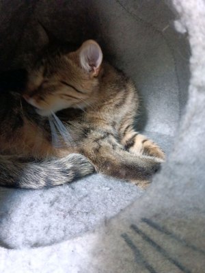 #ПДБ #ВЛОГ кормёшка