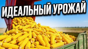 Комбайн для уборки сладкой кукурузы#комбайн #кукуруза #уборка