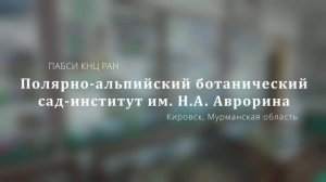 Там, где цветёт тундра: путешествие в Полярно‑альпийский ботанический сад