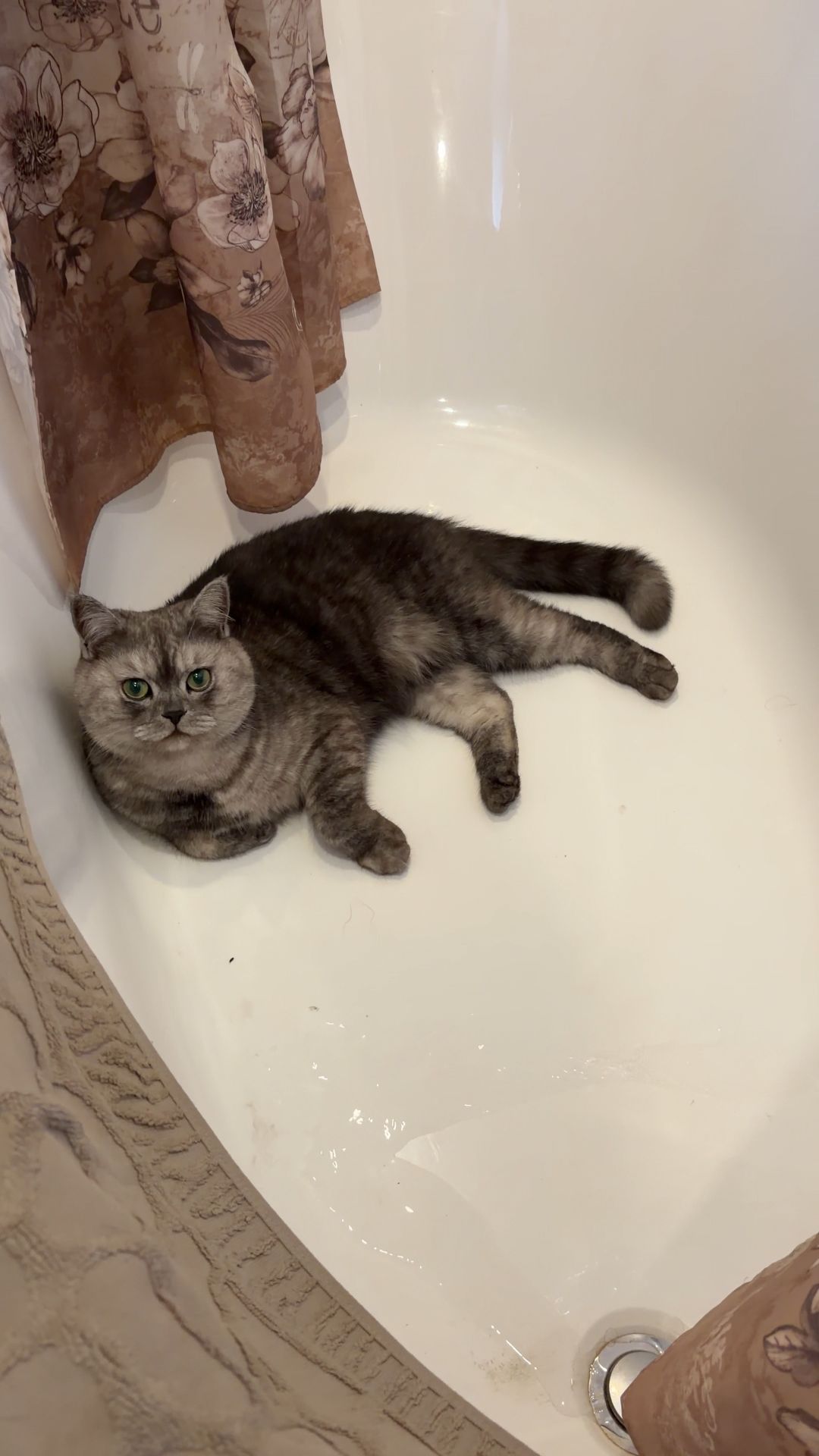 Кот в ванной 🛁🐾