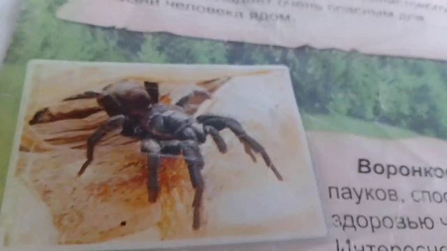 смертельно опасная дюжина австралия 2 часть смотреть онлайн