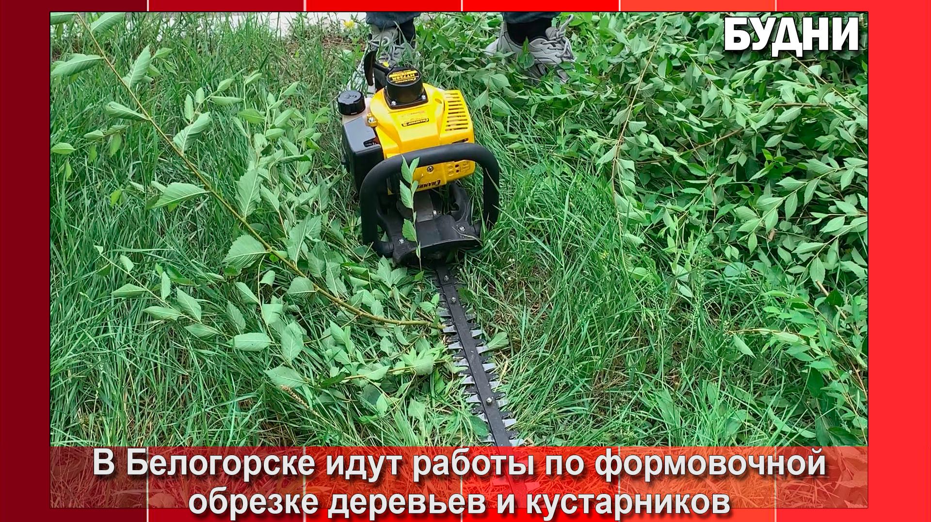 Стрижка только началась