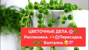 ЦВЕТОЧНЫЕ ДЕЛА.🌸🍀 РАСПАКОВКА. 💖🌷ПЕРЕСАДКА. 🍀БОЛТАЛКА.🌺🌳