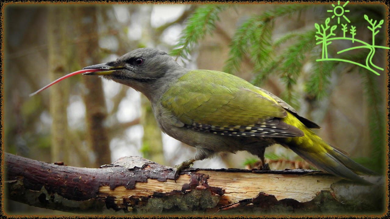 Голоса птиц Как поёт Дятел седой (Picus canus) смотреть онлайн