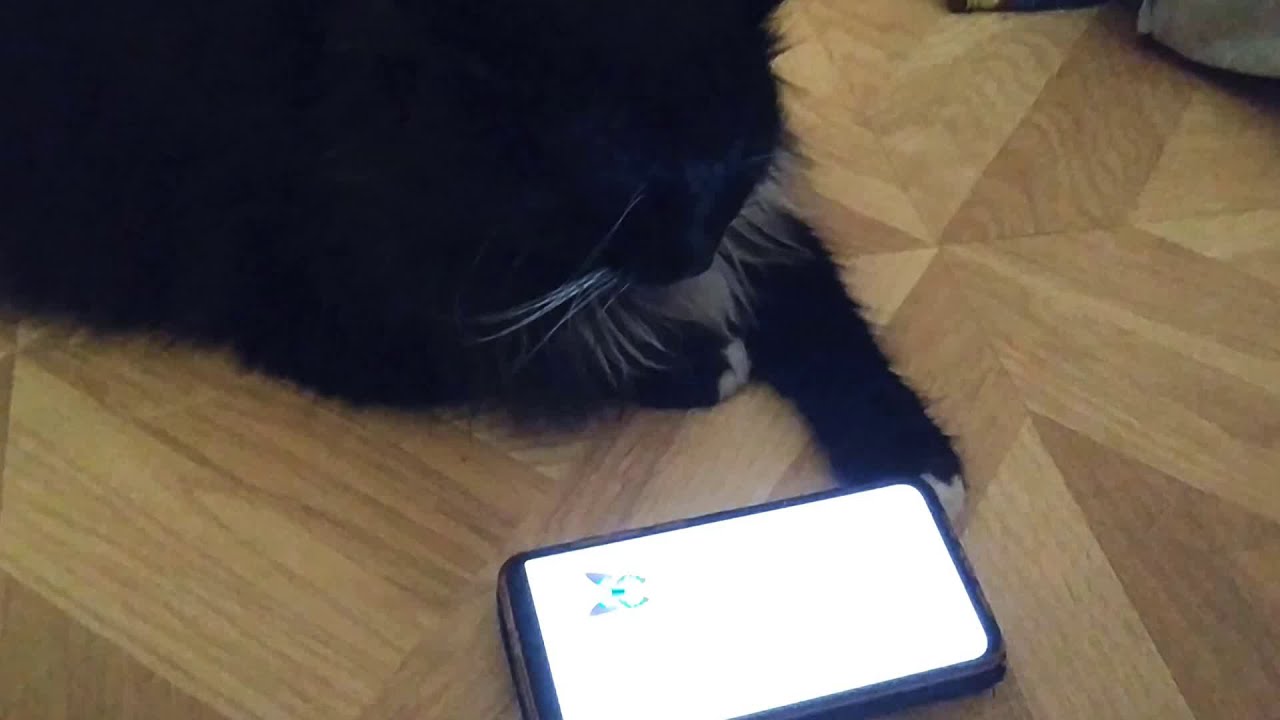 Как кот телефон отжал смотреть онлайн