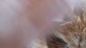 РЫЖАЯ КОШЕЧКА МИЛКА🥰💗👍
