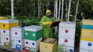 Можно ли исправить семью трутовку?