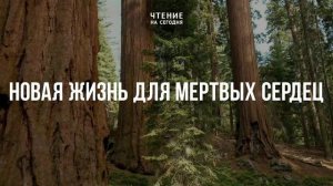НОВАЯ ЖИЗНЬ ДЛЯ МЕРТВЫХ СЕРДЕЦ  | АУДИО |	30	  июля 2026