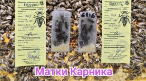 Племенные матки Карника. Приняли пчёлы или нет? Пчеловодство Владимирской области!