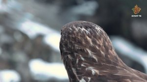Он словно создан для полета... | Чудеса сотворения. Пернатый мир