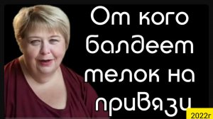 Ольга Уралочка live _От кого балдеет телок на привязи_ _Обзор Влогов _Мукбанг _С вами Ольга и Сафар
