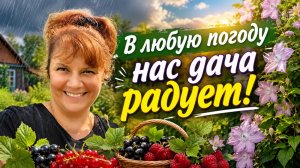 Погода подвела… Но дача всё равно радует! Первый урожай уже собираем