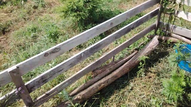 Повторный побег трёх поросят