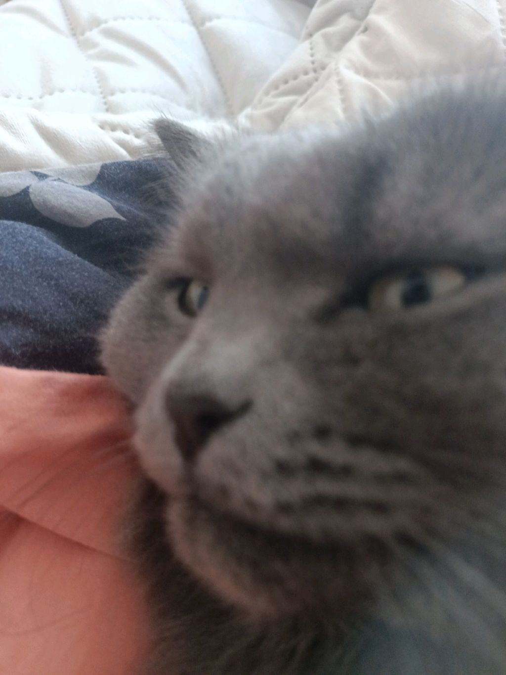 салам от *•°𝕽𝖊𝖓𝖆°•* ,:D смотреть онлайн