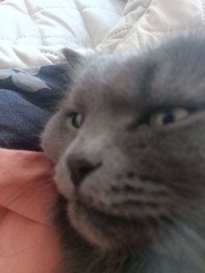 салам от *•°𝕽𝖊𝖓𝖆°•* ,:D