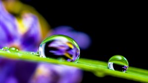 ☔️ НЕЖНЫЙ ШУМ ДОЖДЯ ДЛЯ СНА И ПЕНИЕ ПТИЦ ✨ ГРОМ И ПЕНИЕ ПТИЦ ✨ УСПОКАИВАЮЩИЕ ЗВУКИ ПРИРОДЫ ДЛЯ СНА