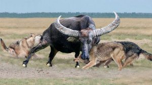 Вот На Что Способен Самый Мощный Бык в Мире! Эти Животные Связались Не с Тем Быком...