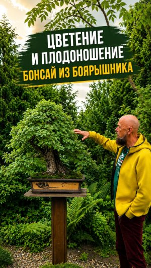 Цветение и плодоношение бонсая из боярышника