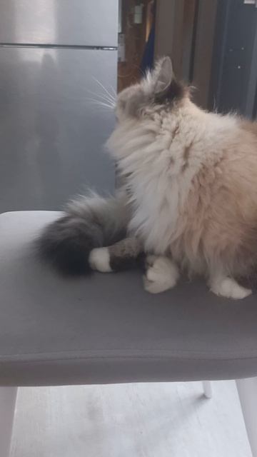 как вам мой котик ? смотреть онлайн