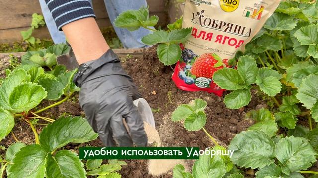 Удобрение, которое работает на всех этапах роста ягодных культур! смотреть онлайн
