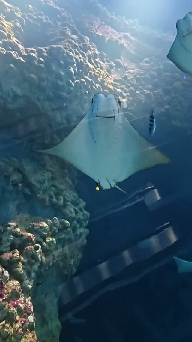 ОАЭ