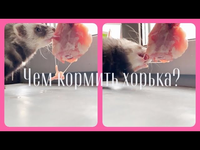 Из чего состоит рацион хорька?\\можно ли кормить хорька сухим кормом? смотреть онлайн
