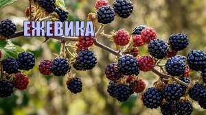 ✅ЕЖЕВИКА. ПОЛЕЗНЫЕ СВОЙСТВА. 10 ФАКТОВ.