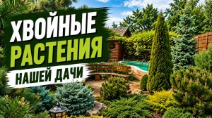 ХВОЙНЫЕ РАСТЕНИЯ НАШЕГО САДА