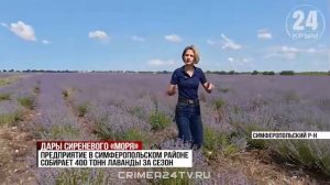 В Крыму стартовал сбор урожая лаванды