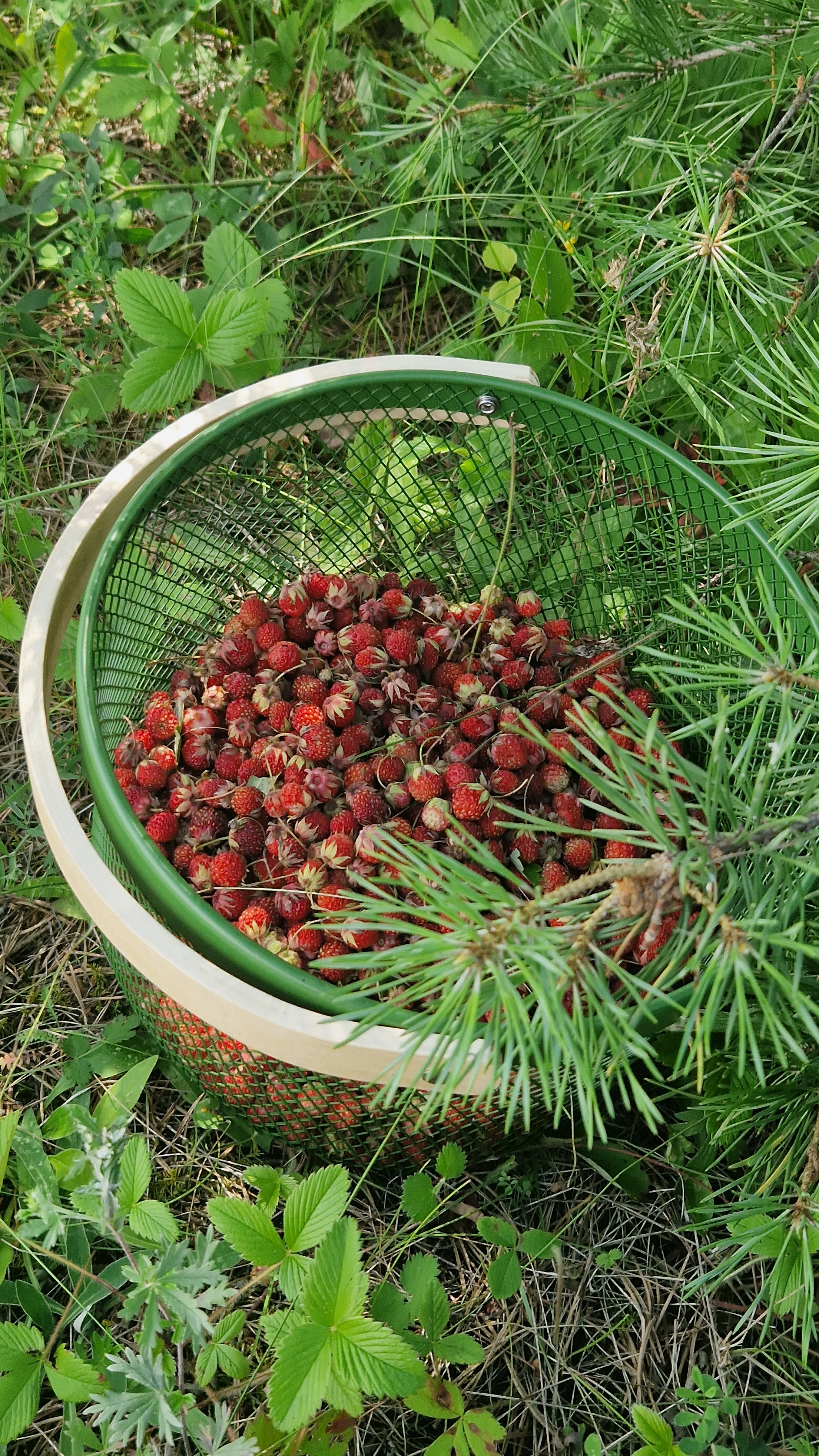 Чистка полевой клубники 🍓#ягоды