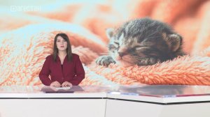 В Шамилькале развернулась целая спецоперация по спасению котенка