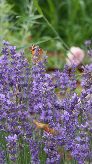 Малоактивноевидео #лаванда #lavender #бабочки