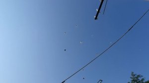 07.07.26 г. Андижанская порода голубей (1)