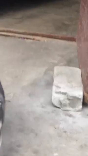 Пэс! А ну гавкни!