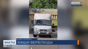 Две молодые верблюдицы переехали из Горячего Ключа в Ленинградский зоопарк