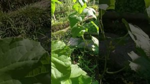 Утренний обход территории 🌺🌺🌺